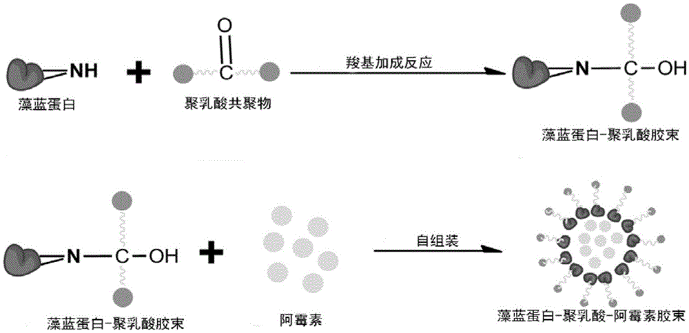 Cerebral cancer suppressing phycocyanin-polylactic acid-adriamycin micelle and preparation method and application thereof