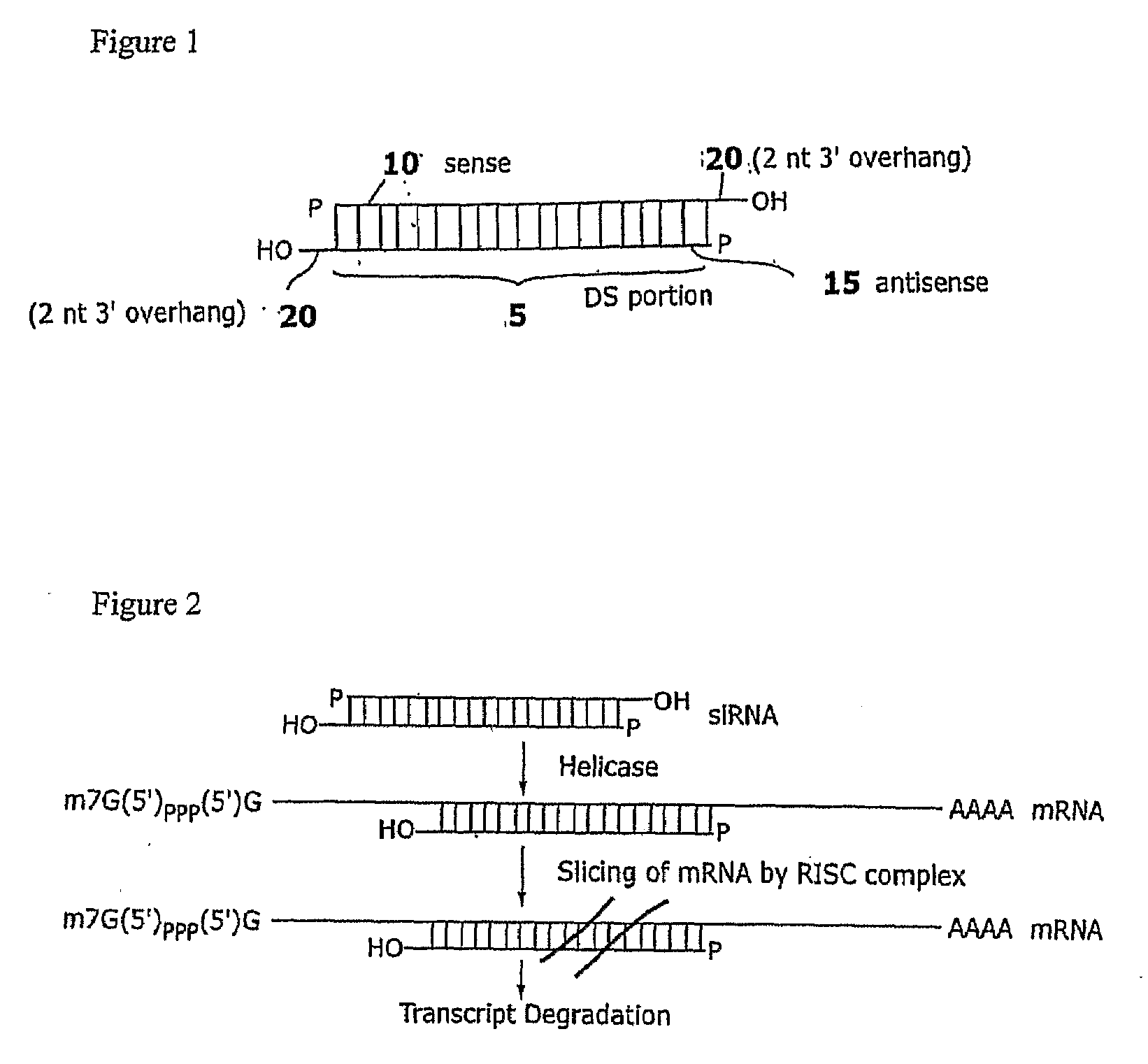 Compositions and methods for RNA interference with sialidase expression and uses thereof