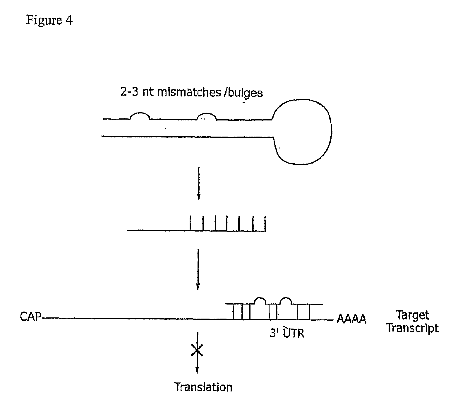 Compositions and methods for RNA interference with sialidase expression and uses thereof