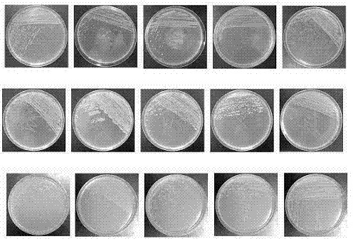 Achromobacter xylosoxidans and application of Achromobacter xylosoxidans in heavy metal ion removing