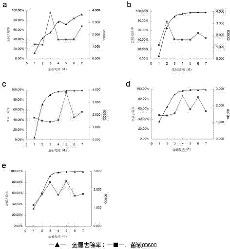 Achromobacter xylosoxidans and application of Achromobacter xylosoxidans in heavy metal ion removing