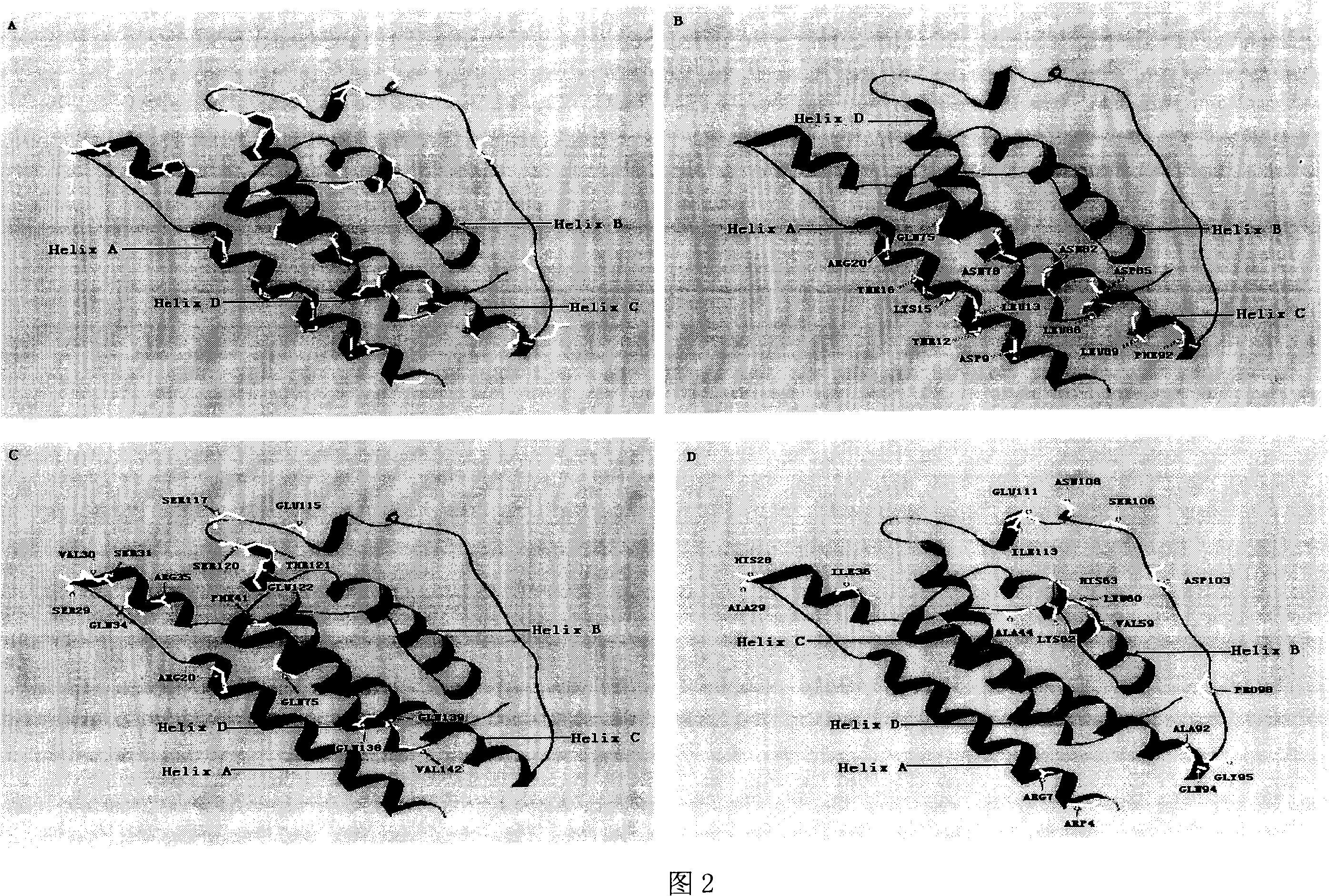 Rat-rabbit family thin element protein and its cDNA sequence