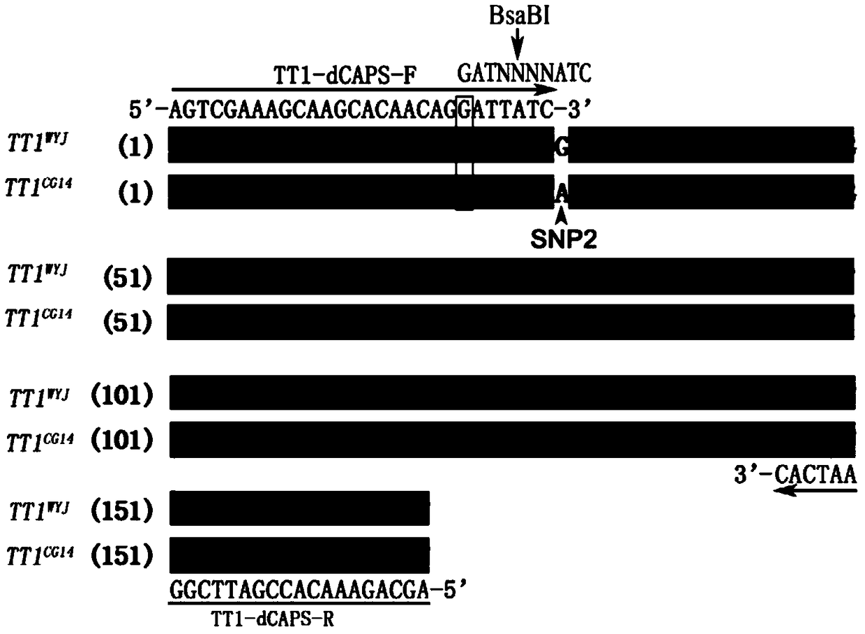 TT1-dCAPS marker for detecting genotypes of high temperature resistant genes TT1 of rice and application