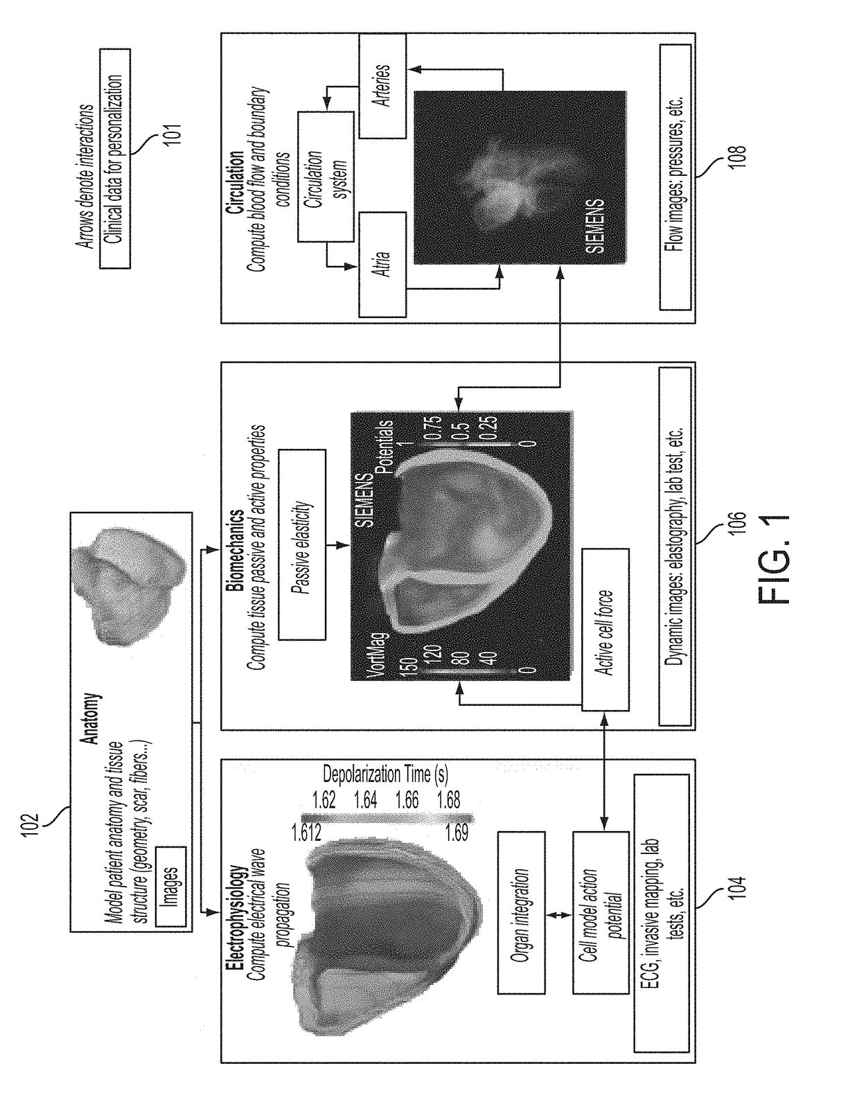 Method and system for interactive computation of cardiac electromechanics