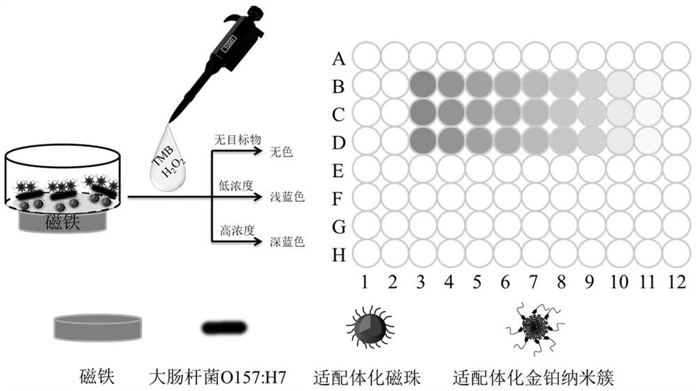 Method for detecting escherichia coli O157: H7 based on core-shell gold-platinum nanocluster