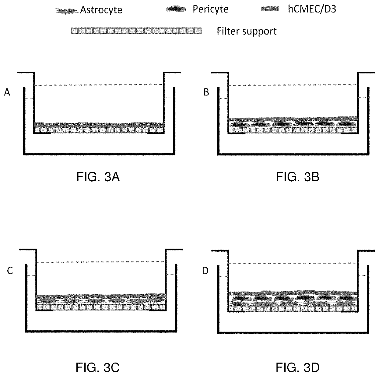 Blood brain barrier models and methods to generate and use the same