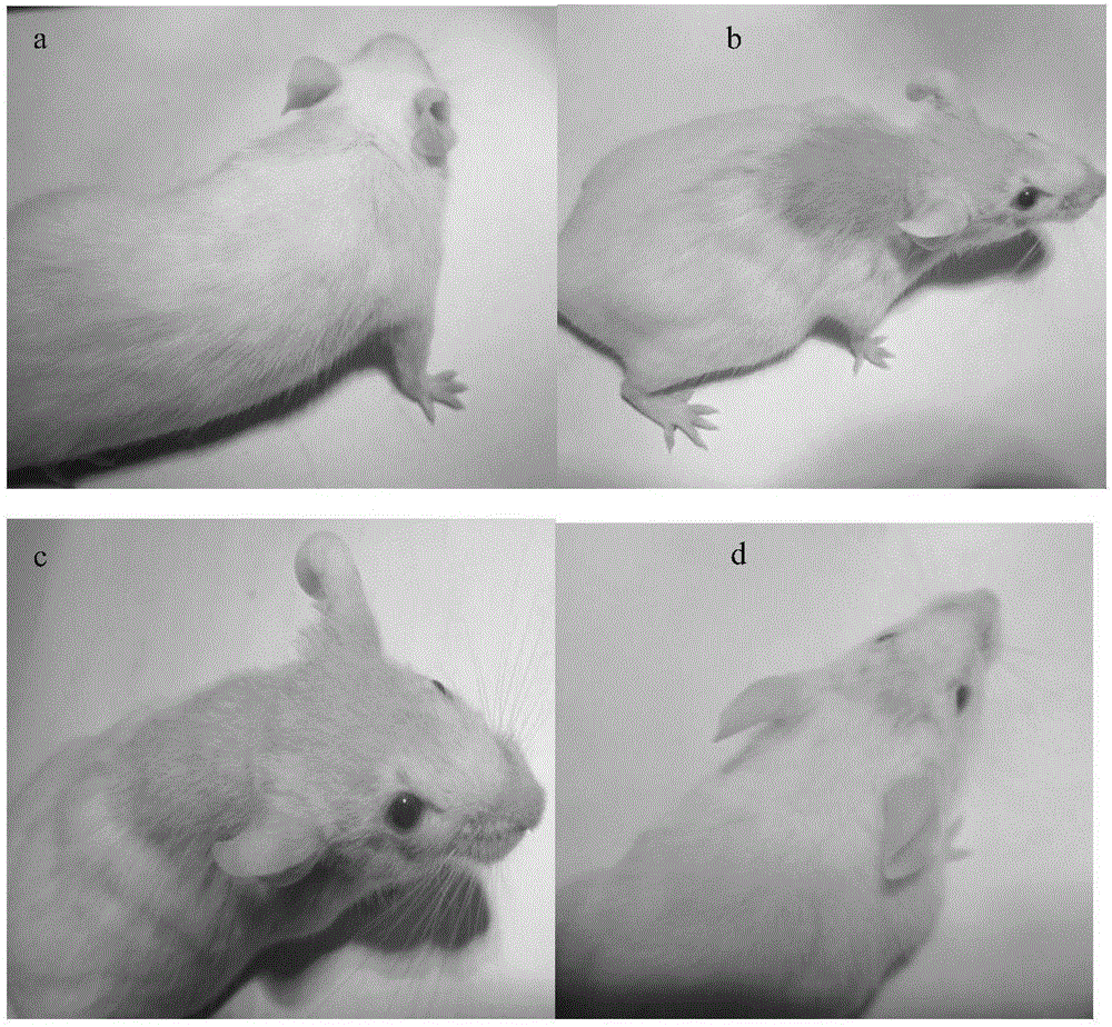 Method for preparing animal unhairing therapeutic agent and medicinal application of animal unhairing therapeutic agent