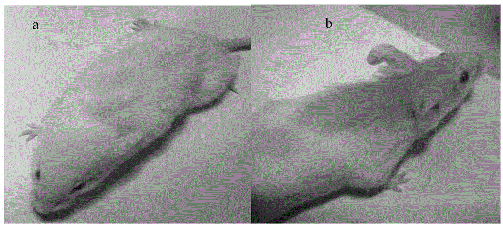 Method for preparing animal unhairing therapeutic agent and medicinal application of animal unhairing therapeutic agent