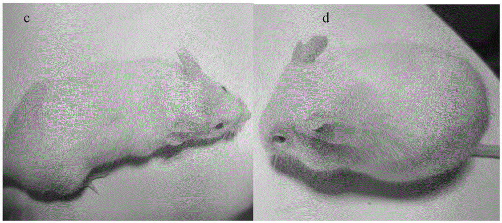 Method for preparing animal unhairing therapeutic agent and medicinal application of animal unhairing therapeutic agent