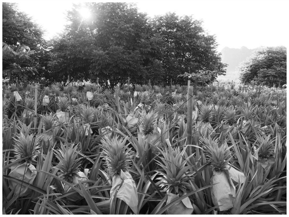 Method for planting pineapples by using organic formula fertilizer