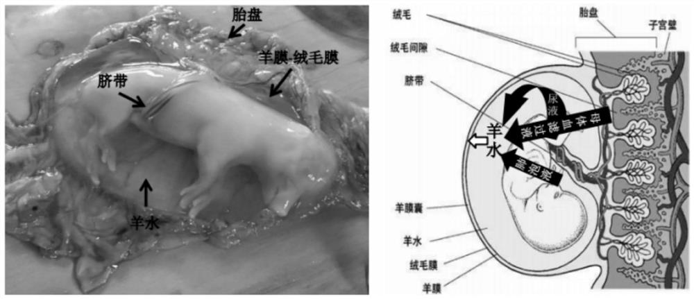 Fermented compound traditional Chinese medicine additive capable of increasing amniotic fluid of sows volume and PSY and preparation method thereof