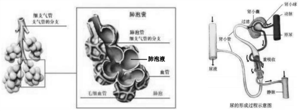 Fermented compound traditional Chinese medicine additive capable of increasing amniotic fluid of sows volume and PSY and preparation method thereof