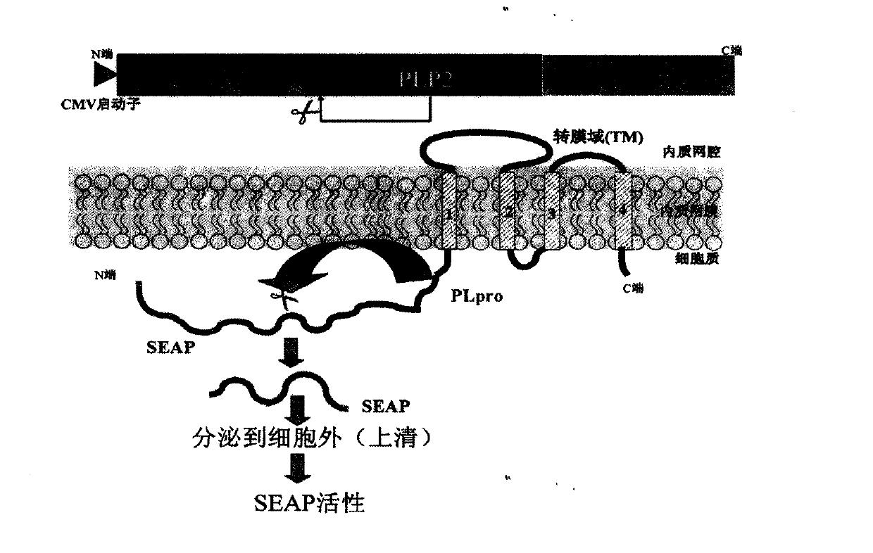 Drug screening model of targeting coronavirus protease and application thereof