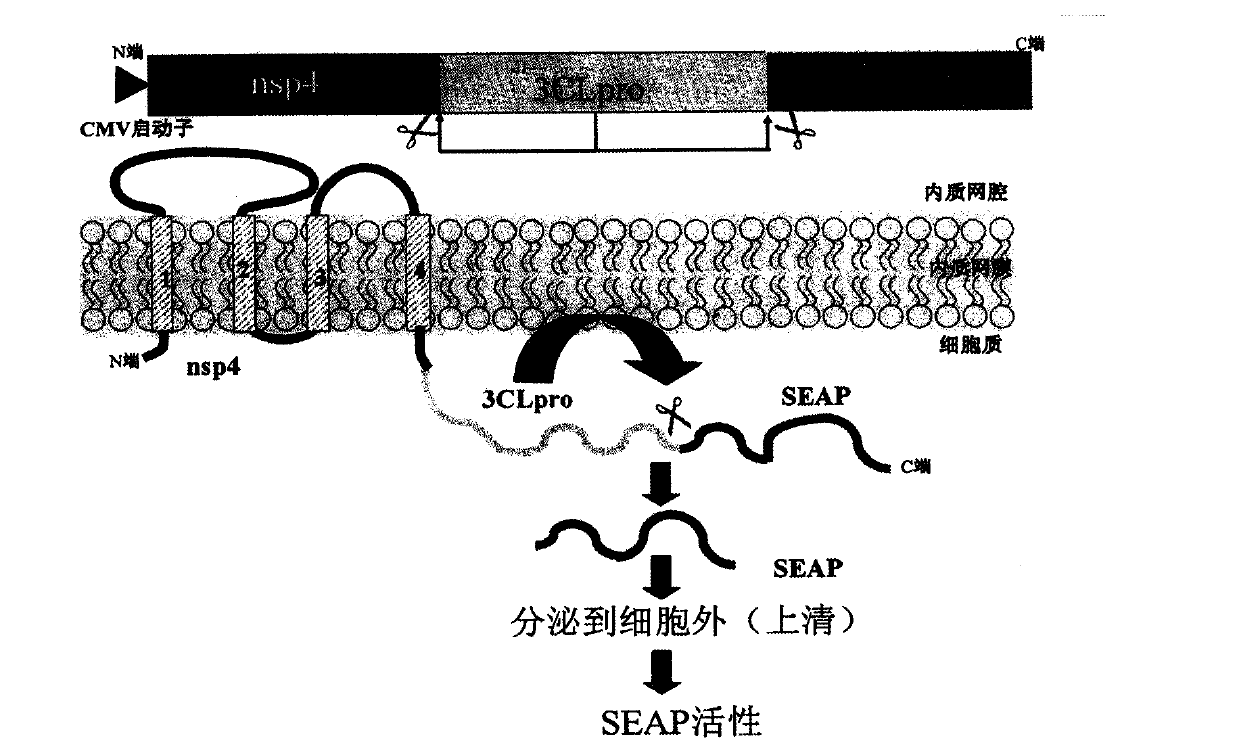 Drug screening model of targeting coronavirus protease and application thereof