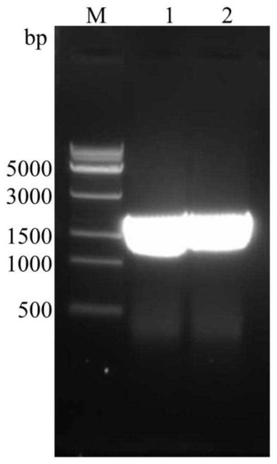 A marine-sourced collagen-expanding protease vp9 and its coding gene and application