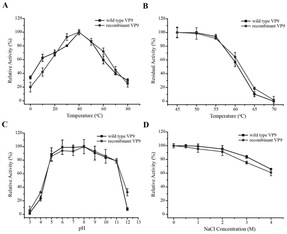 A marine-sourced collagen-expanding protease vp9 and its coding gene and application