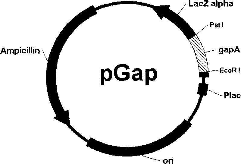 Multi-titer live vaccine as well as preparation method and application thereof