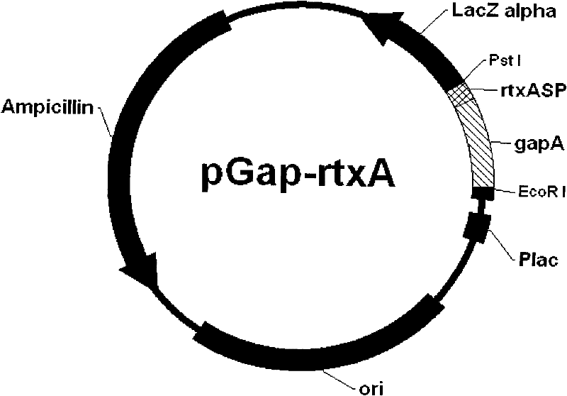 Multi-titer live vaccine as well as preparation method and application thereof