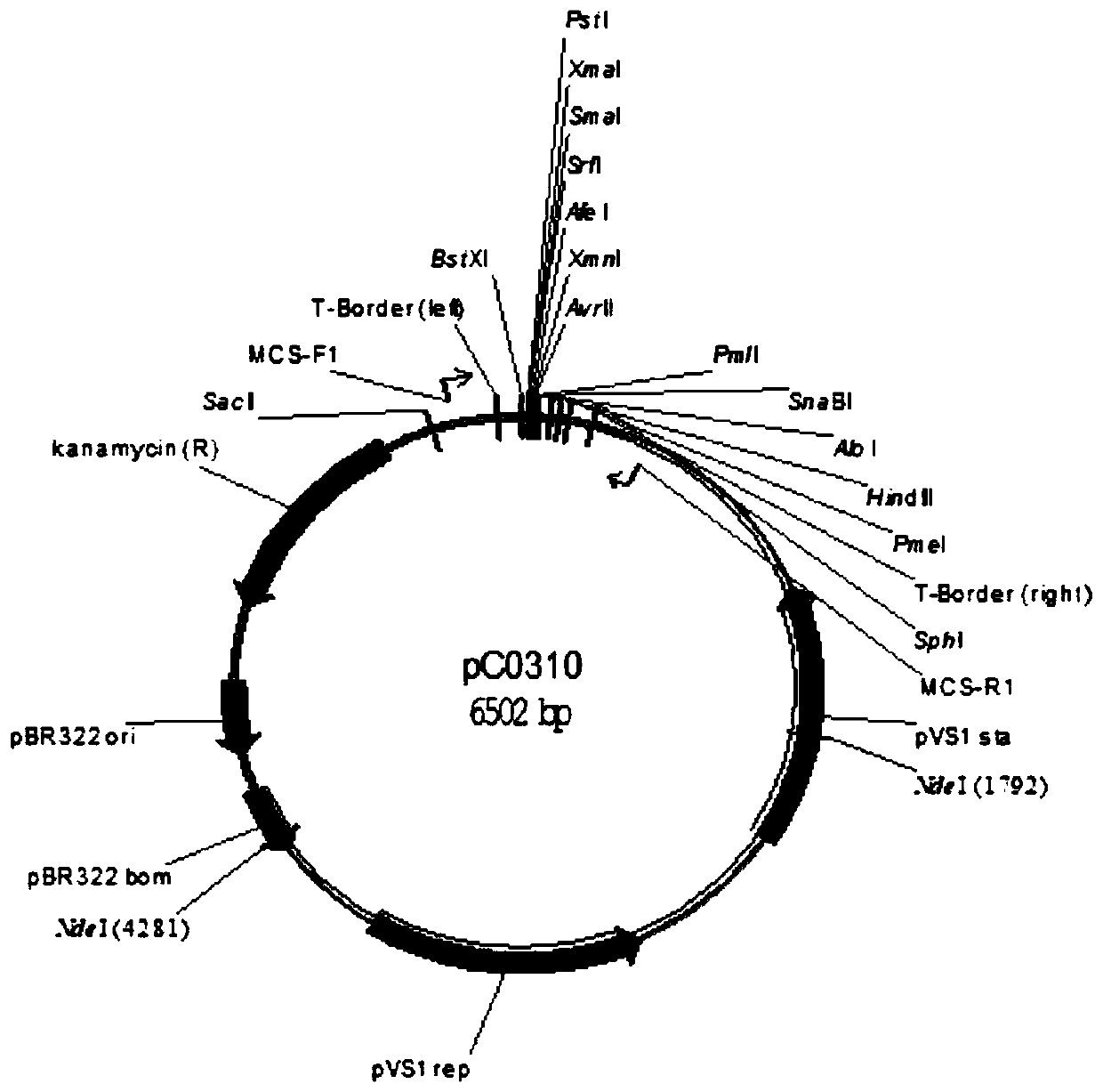 Plant constitutive promoter OsUbipro and application thereof