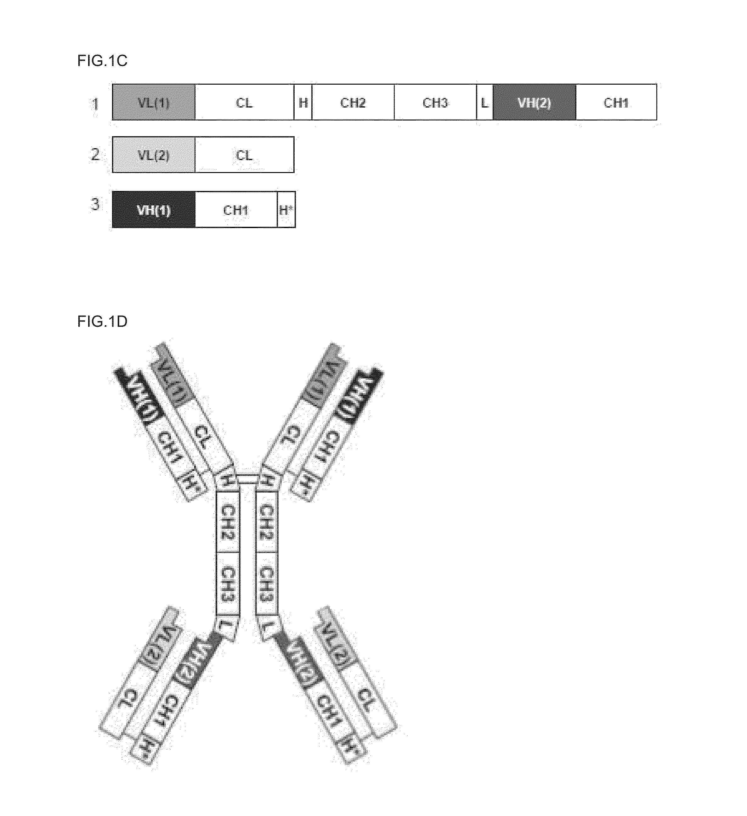 Tetravalent bispecific antibodies