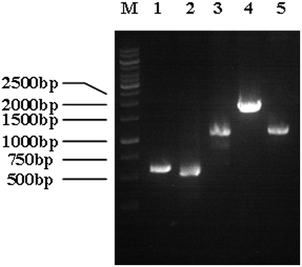 Genetically engineered bacterium for L-sarcosine production as well as construction method and application of genetically engineered bacterium