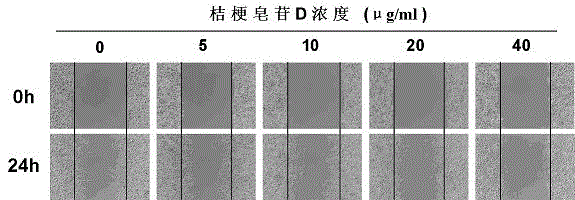 Application of platycodin D to preparation of drug for treating melanoma metastasis