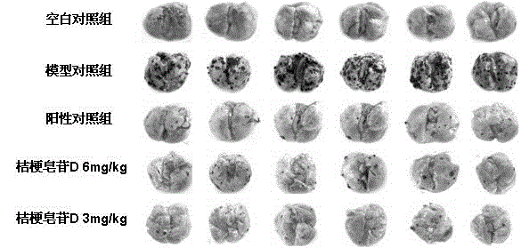 Application of platycodin D to preparation of drug for treating melanoma metastasis