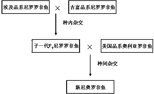 Method for producing seeds of new Nero-Aurea tilapia