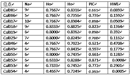 Microsatellite fluorescence multi-PCR method for testing paternity of culter alburnus basilewsky