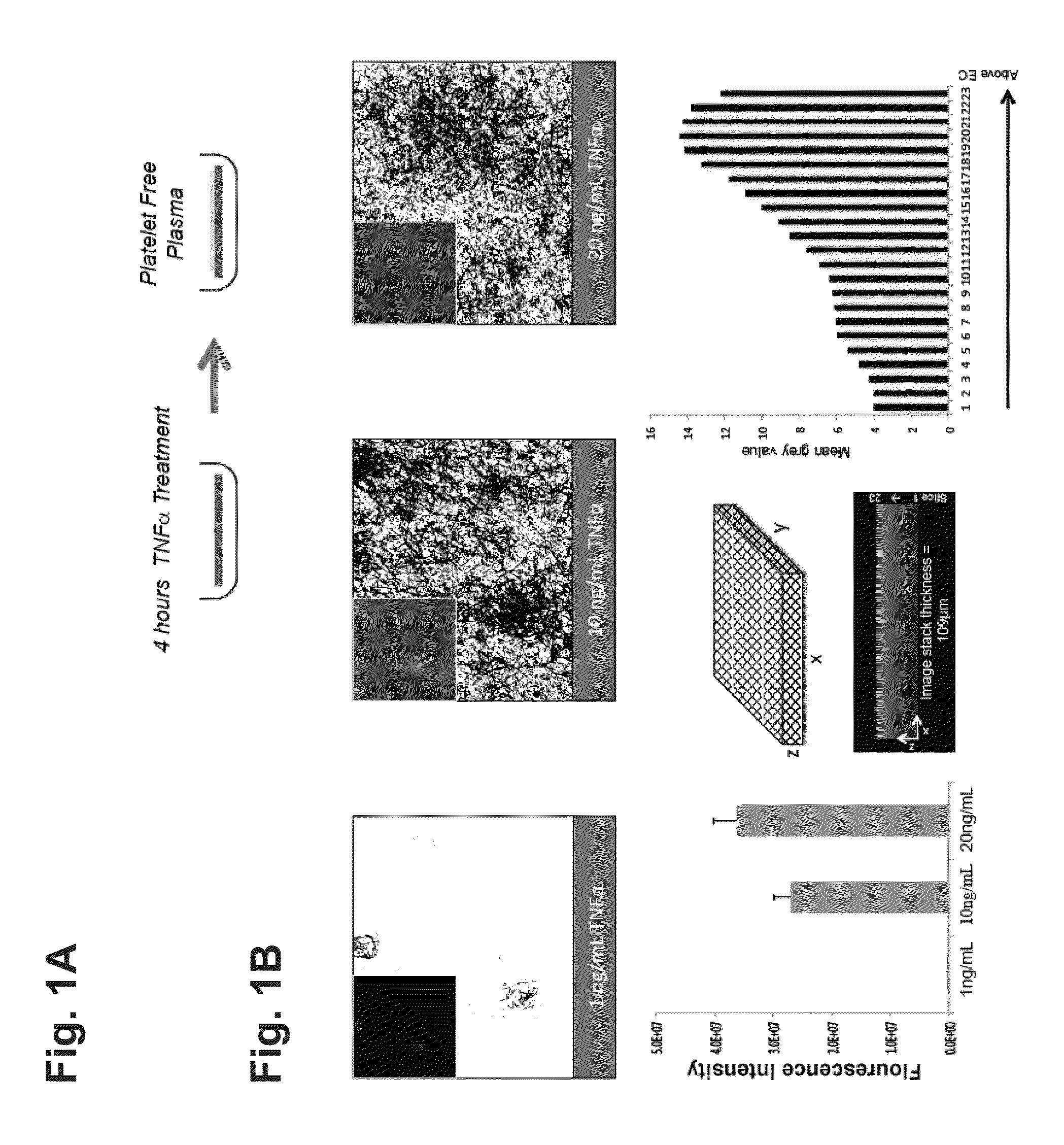 In vitro model for pathological or physiologic conditions