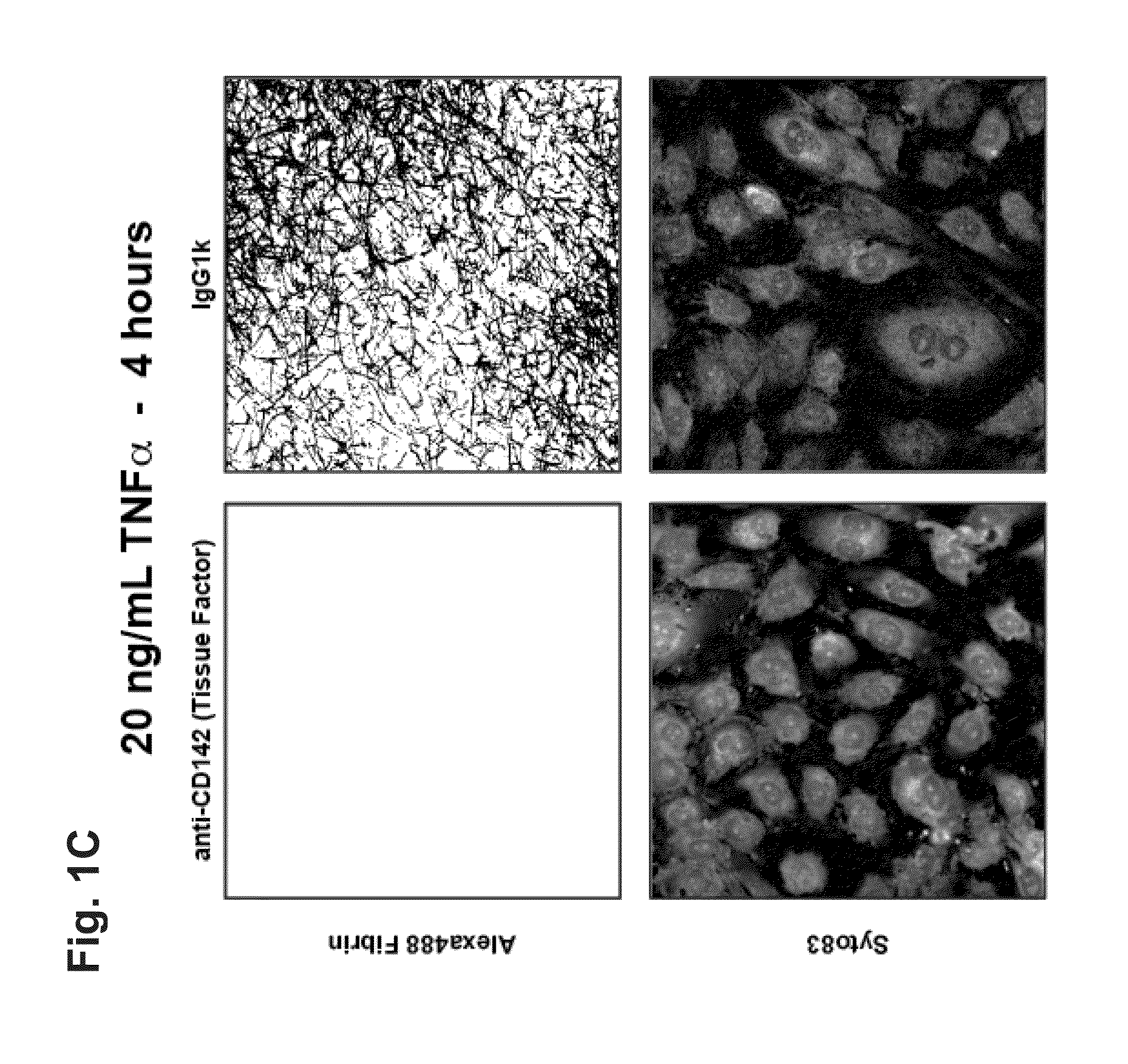 In vitro model for pathological or physiologic conditions