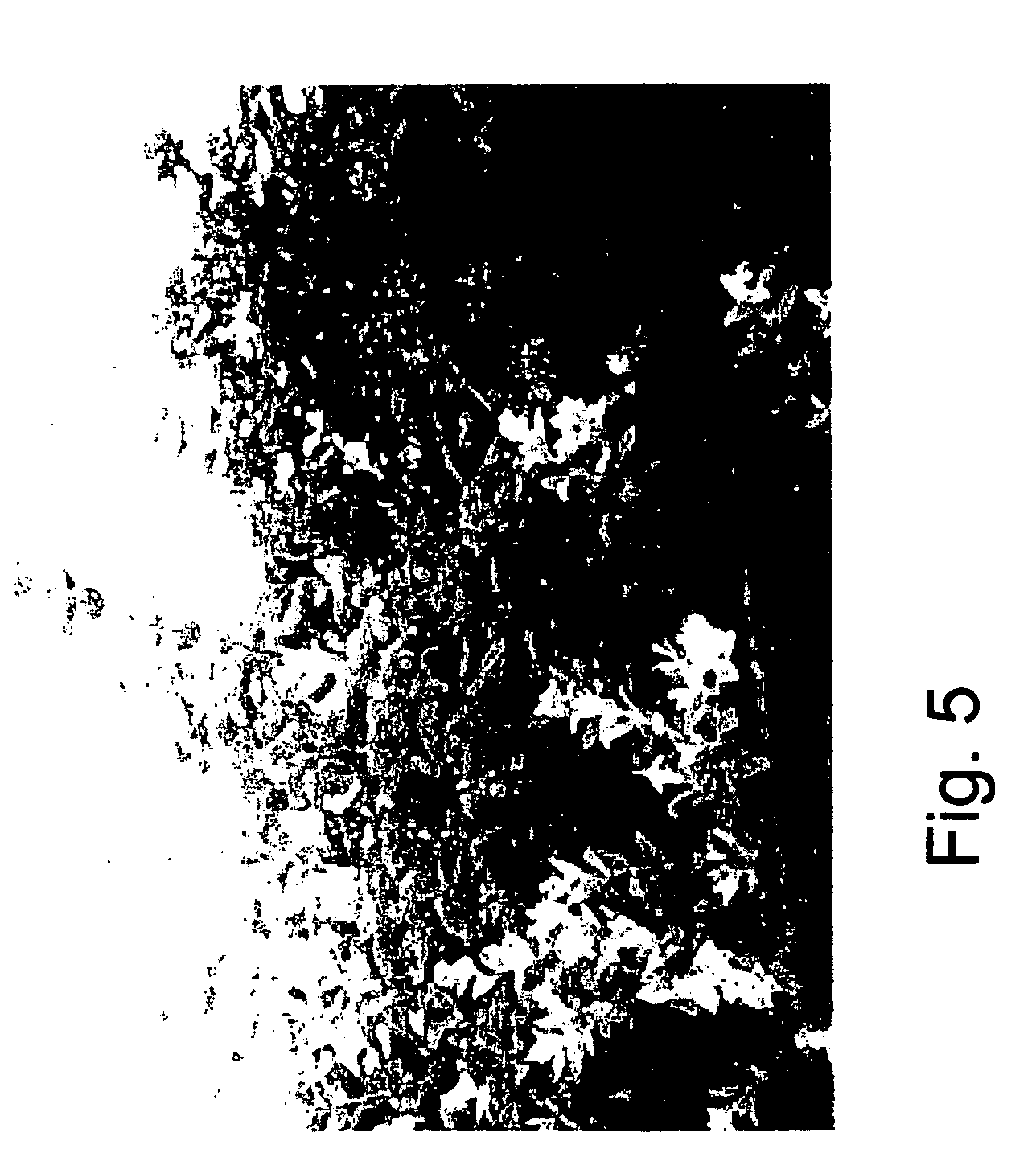 Long day plants transformed with phytochrome characterized by altered flowering response to day length