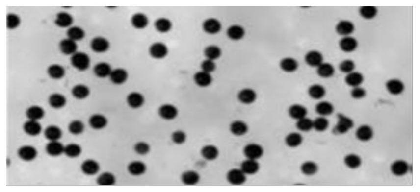 Application of zmcps Gene in Preparation of Maize Male Sterile Line