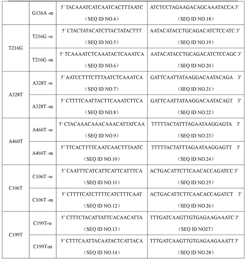 Specific primer and liquid chip for detecting polymorphism of NAT1 (N-acetyltransferase 1) gene