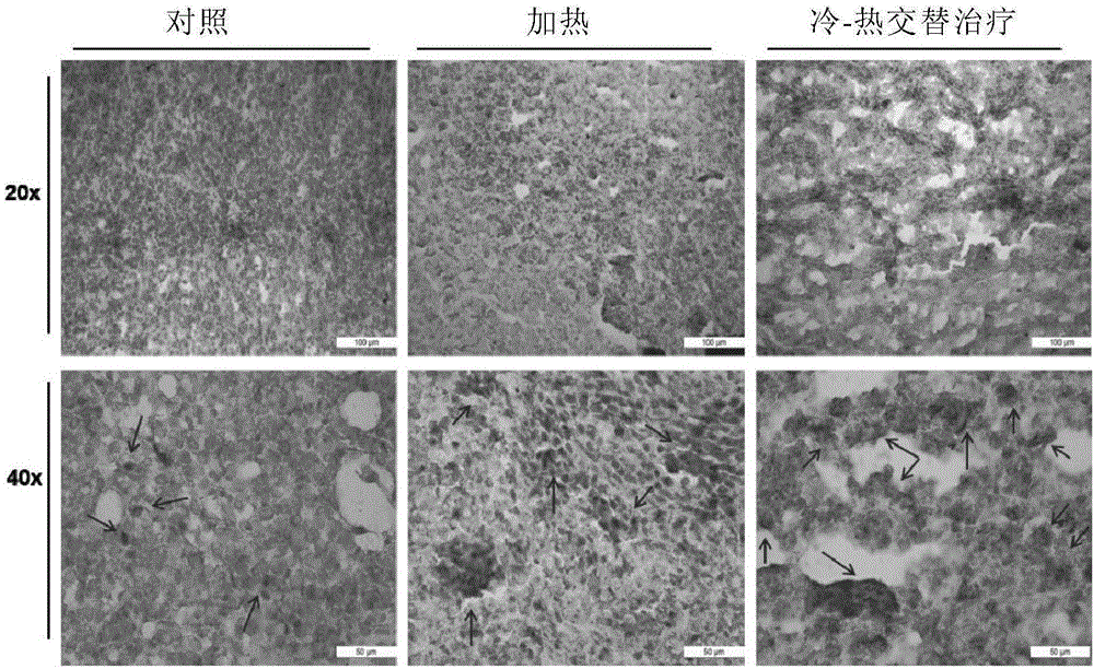 Preparation method of tumor immune antigen, and products and application of preparation method