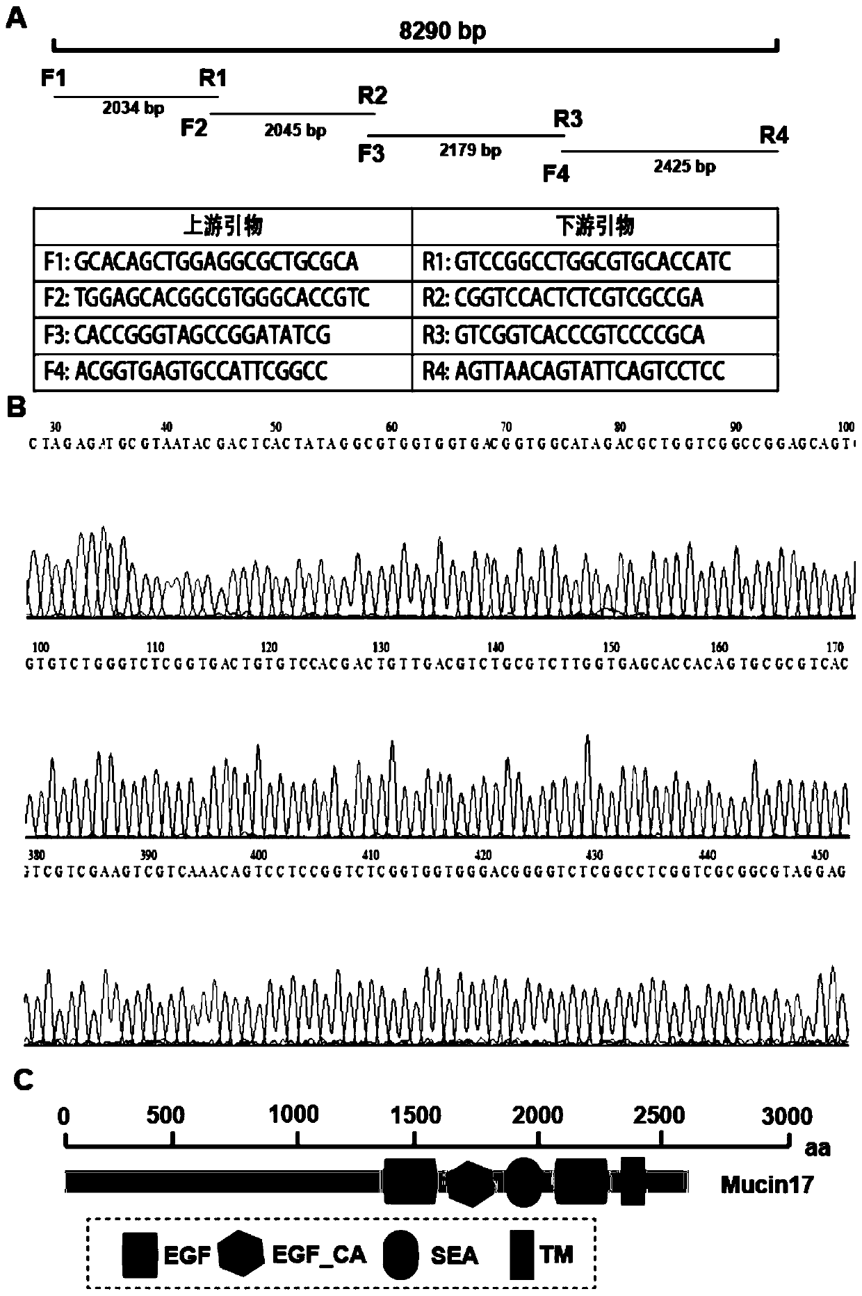 Migratory locust Mucin17 and coding gene and application thereof