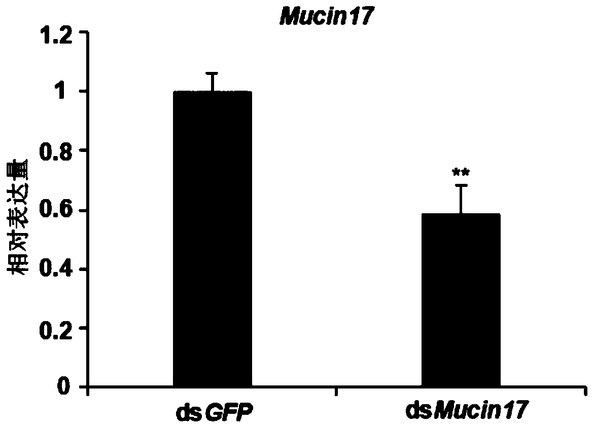 Migratory locust Mucin17 and coding gene and application thereof