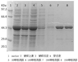 Preparation method of lactate oxidase bioelectrode