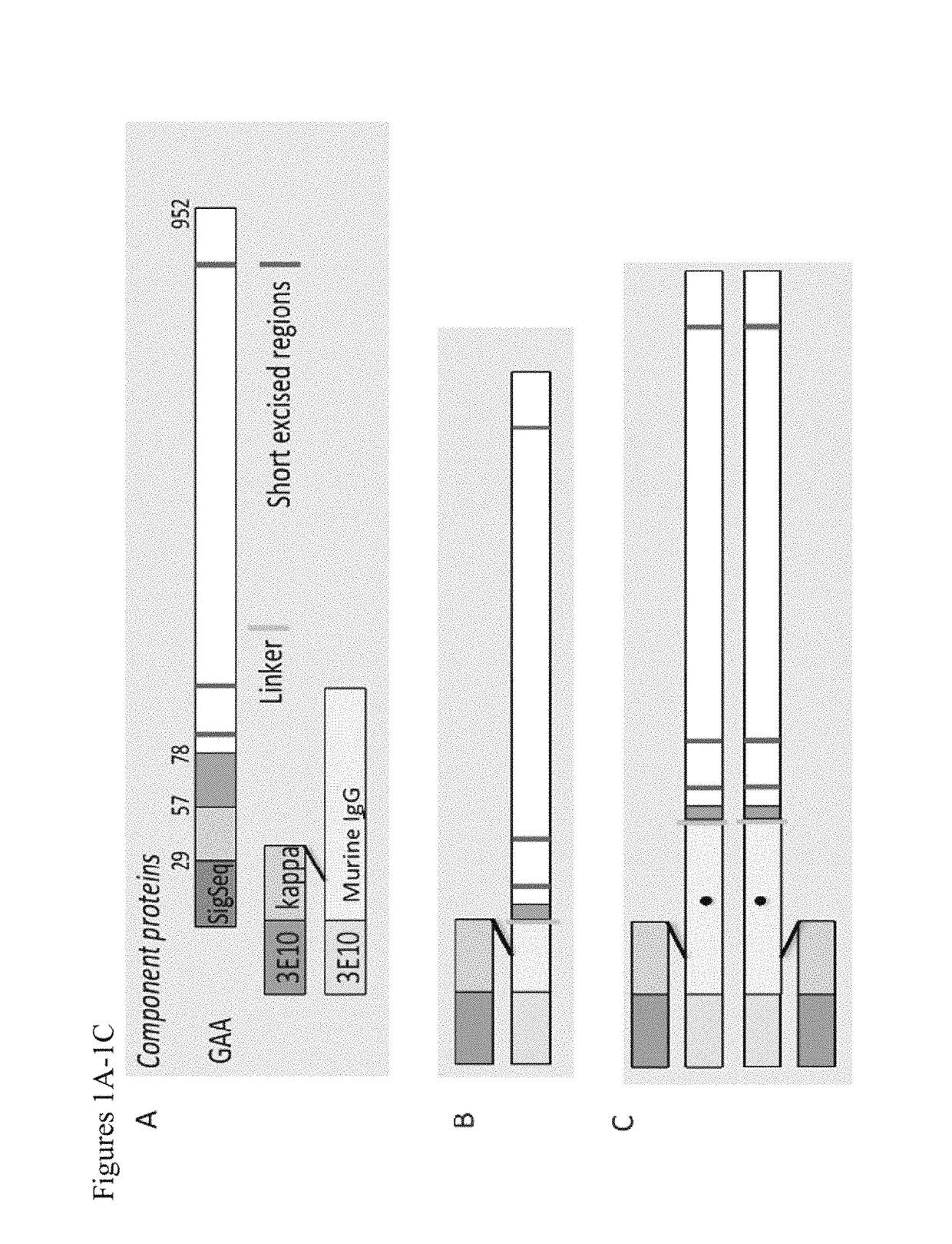 Methods and compositions for treatment of glycogen storage diseases and glycogen metabolism disorders