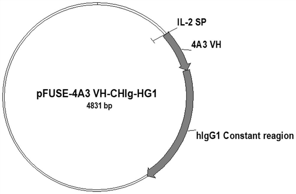 Neutralizing antibody against novel coronavirus sars-cov-2 and its application