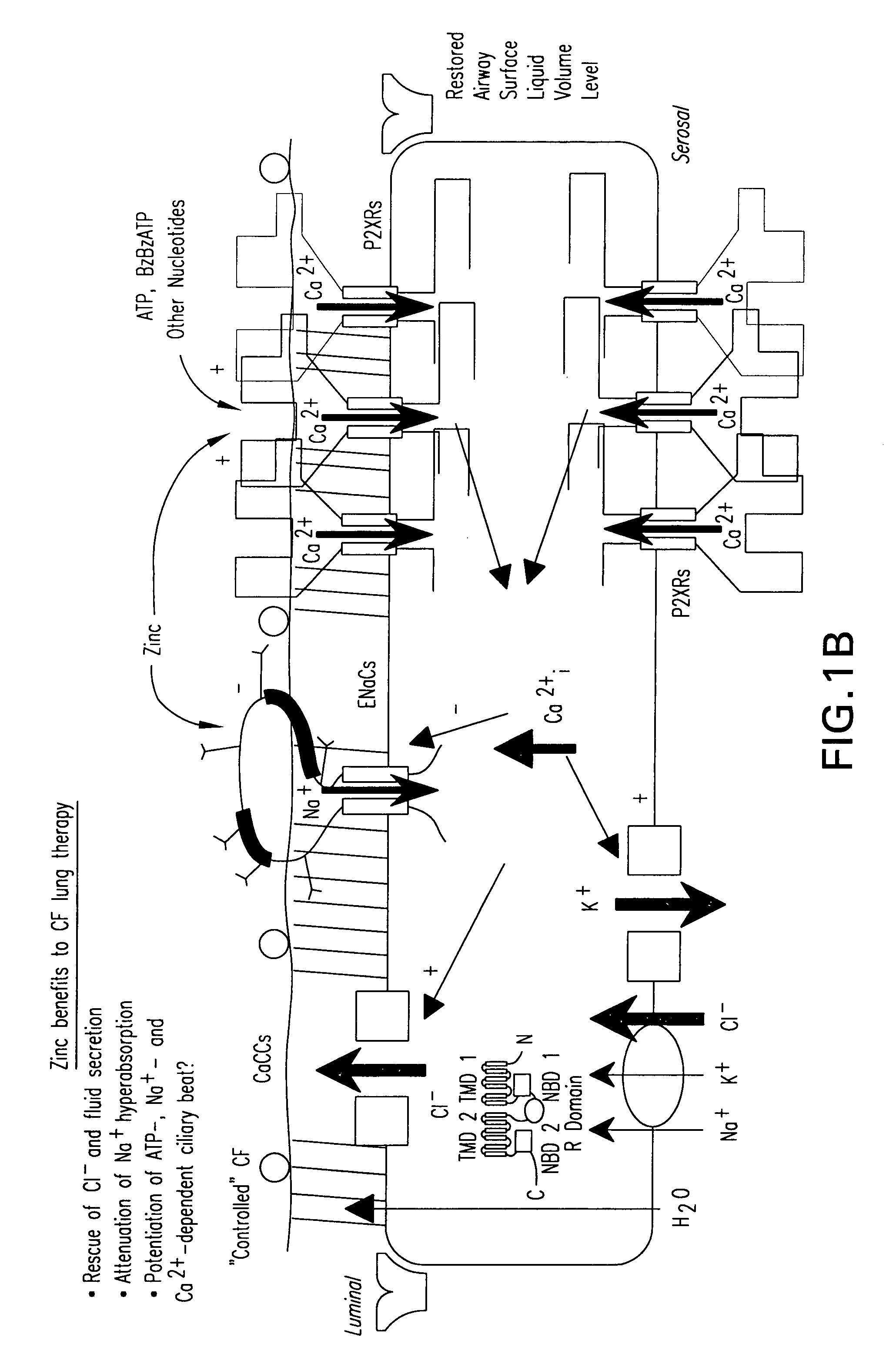 Methods and compositions for P2X receptor calcium entry channels and other calcium entry mechanisms