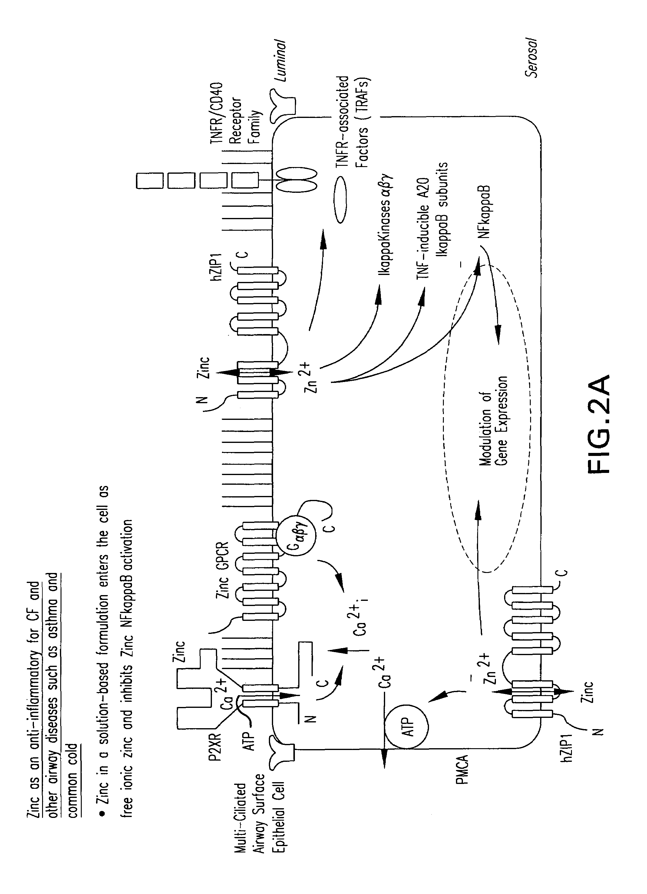 Methods and compositions for P2X receptor calcium entry channels and other calcium entry mechanisms