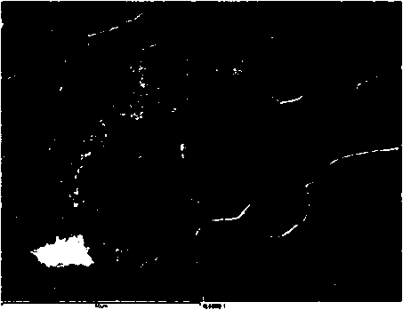 High temperature anti-oxidation coating for steel-copper solid-liquid bimetal composite casting