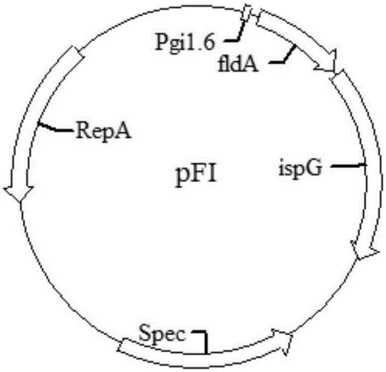 Isoprene genetic engineering producing strain and application thereof