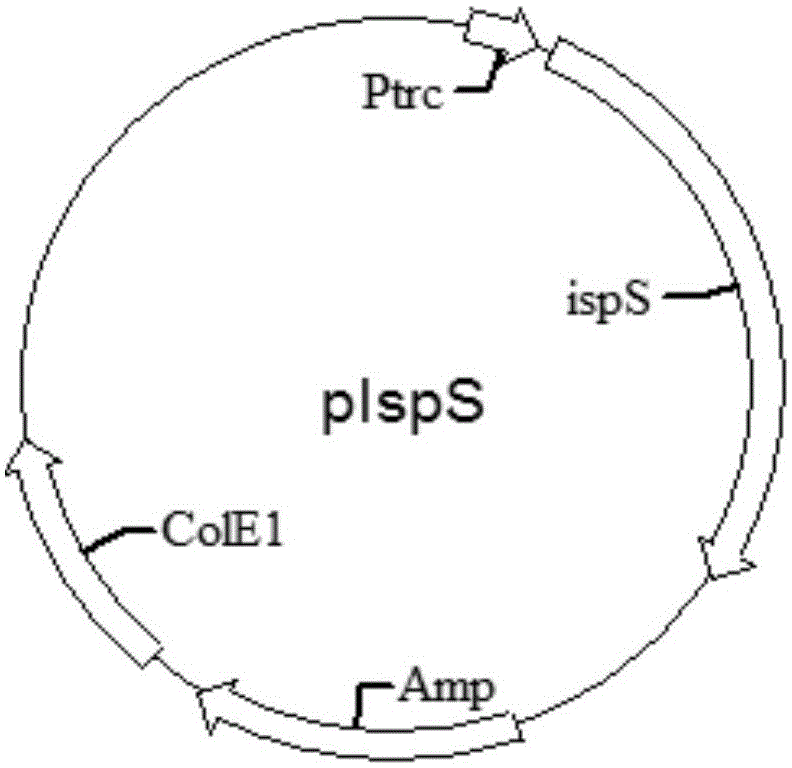 Isoprene genetic engineering producing strain and application thereof