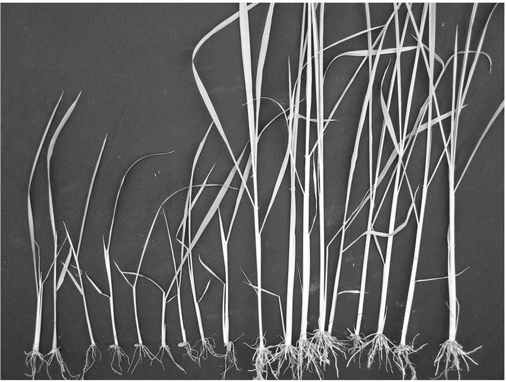 Method for measuring sensibility of rice plants to bentazone and method for screening rice plants