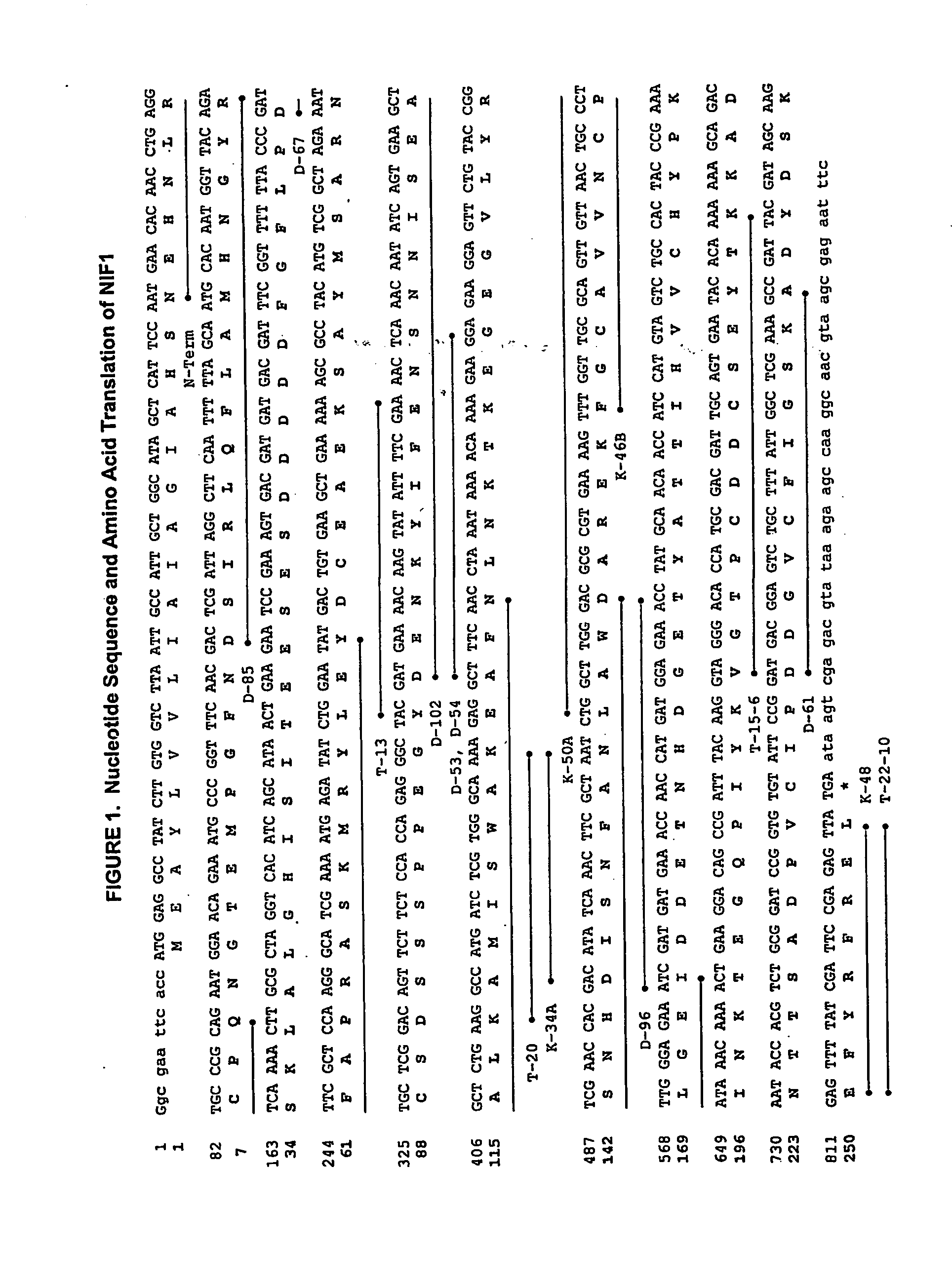 Process for the preparation of neutrophil inhibitory factor