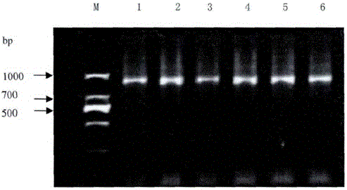 Improved CTAB method for extracting polygonum capitatum DNA