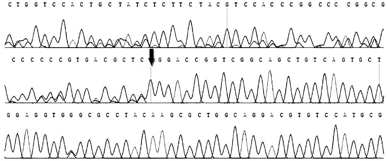 SNP (Single nucleotide polymorphism) site for detecting O-type variation of ABO blood group system