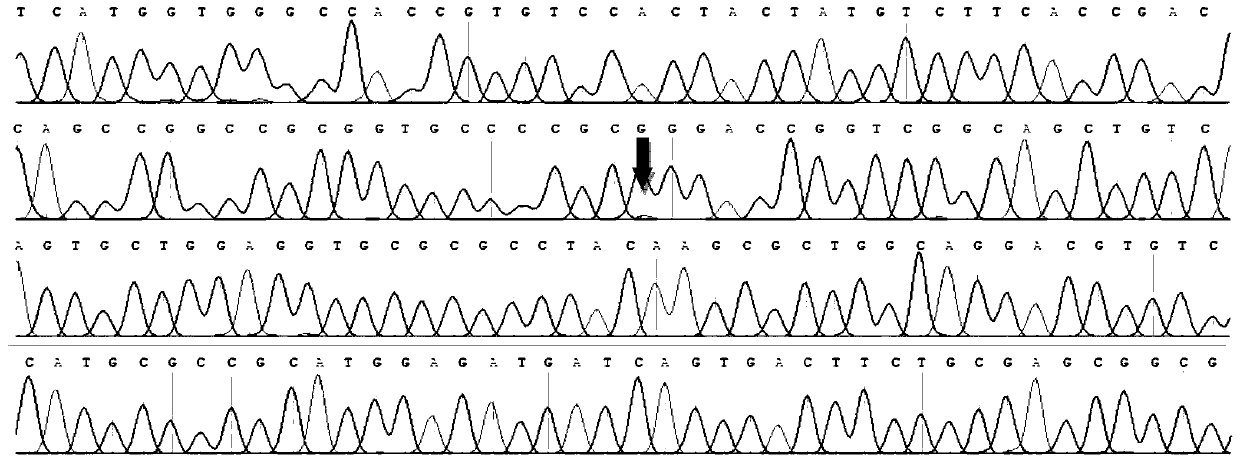 SNP (Single nucleotide polymorphism) site for detecting O-type variation of ABO blood group system